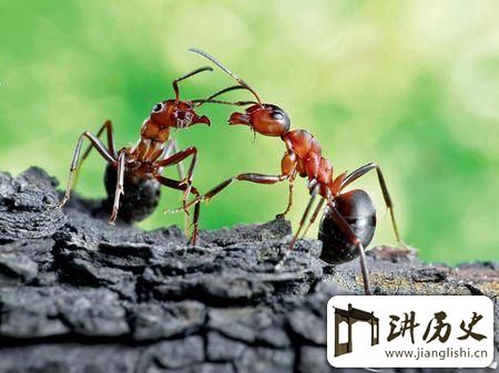<rb>远</rb><rt>yuǎn</rt><rb>古</rb><rt>gǔ</rt><rb>蚂</rb><rt>mǎ</rt><rb>蚁</rb><rt>yǐ</rt><rb>曾</rb><rt>céng</rt><rb>于</rb><rt>yú</rt><rb>恐</rb><rt>kǒng</rt><rb>龙</rb><rt>lóng</rt><rb>争</rb><rt>zhēng</rt><rb>锋</rb><rt>fēng</rt>:<rb>揭</rb><rt>jiē</rt><rb>秘</rb><rt>mì</rt><rb>远</rb><rt>yuǎn</rt><rb>古</rb><rt>gǔ</rt><rb>蚂</rb><rt>mǎ</rt><rb>蚁</rb><rt>yǐ</rt><rb>之</rb><rt>zhī</rt><rb>谜</rb><rt>mí</rt>